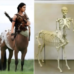 No Evidence of Half-human, Half-horse Discovered in Greece