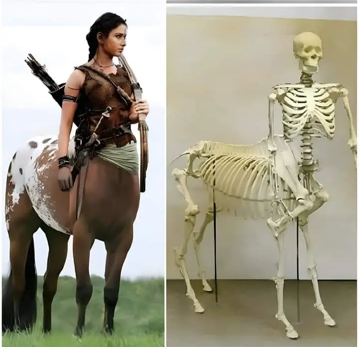 No Evidence of Half-human, Half-horse Discovered in Greece